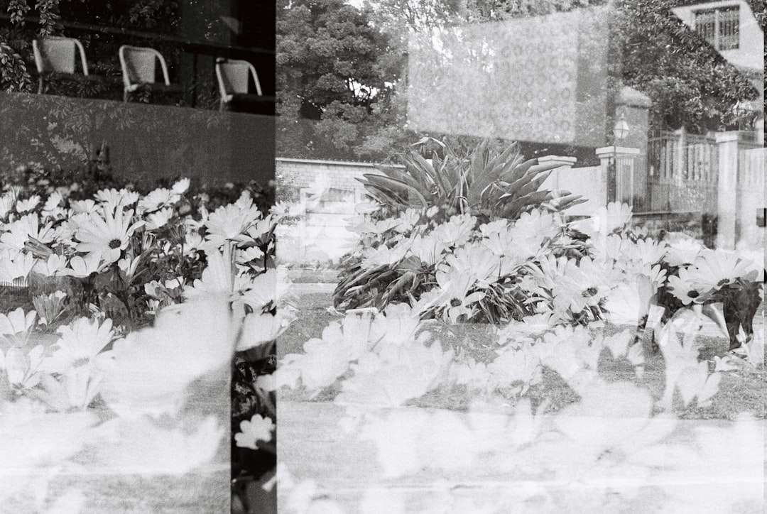 Black-and-white double exposure of a flower bed with daisies and reflections of chairs outside.