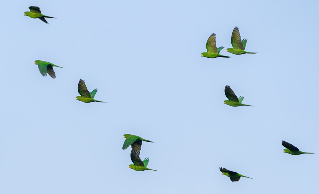 a flock of birds flying through a blue sky blue green deployment canary release traffic routing - AI Bud