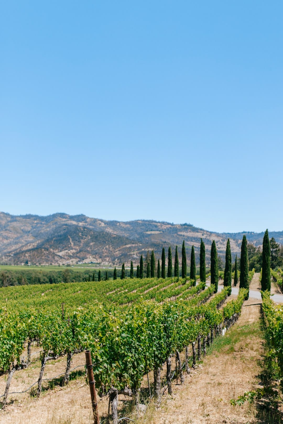 Vineyard rows with green vines and tall cypress trees along a dirt path under a bright blue sky.