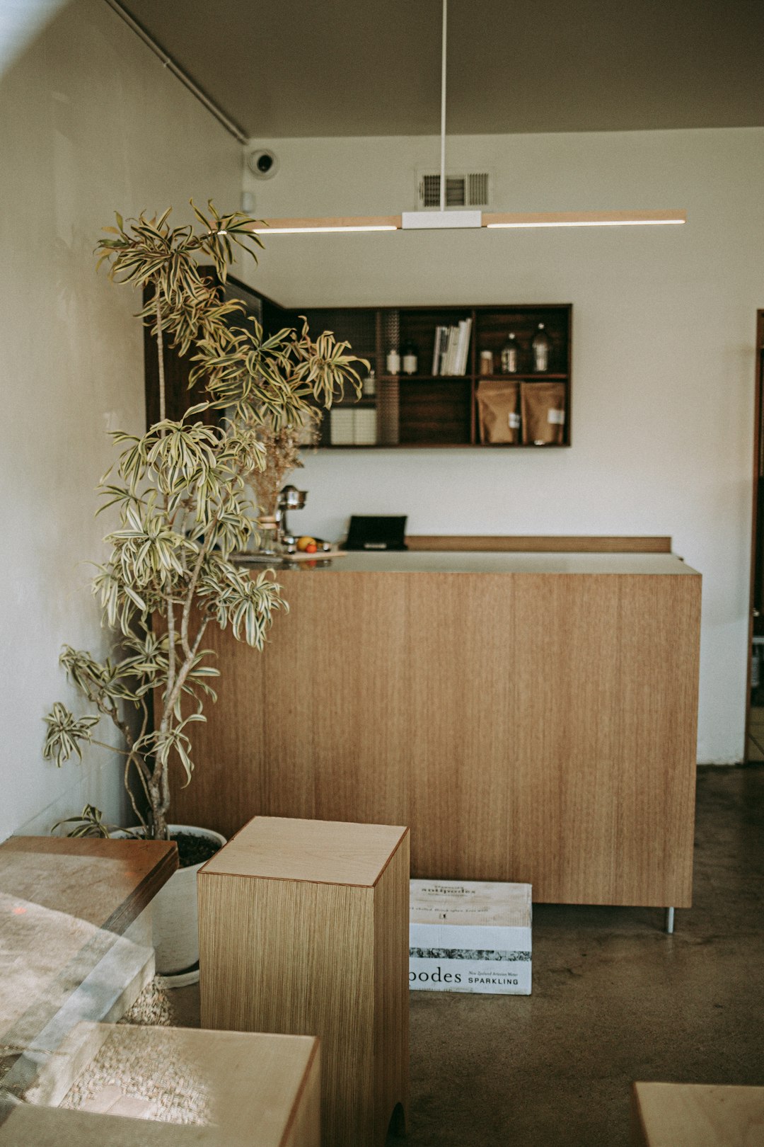 Reception area with a tall potted plant, wood-paneled counter, and shelves in the background; warm, minimal decor.