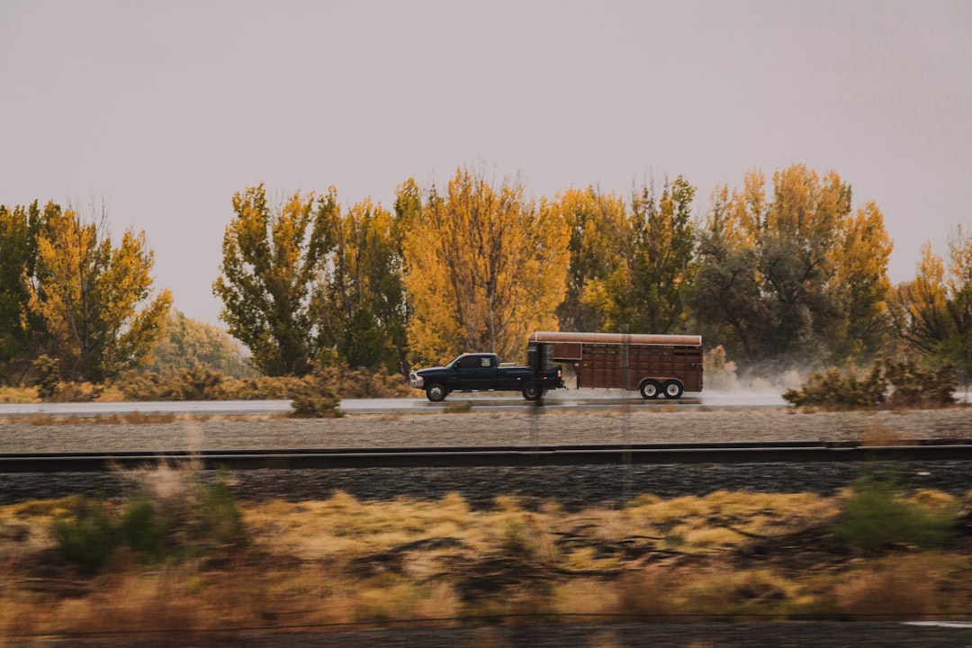 Dark pickup truck towing a brown horse trailer along a rural road with golden autumn trees in the background.