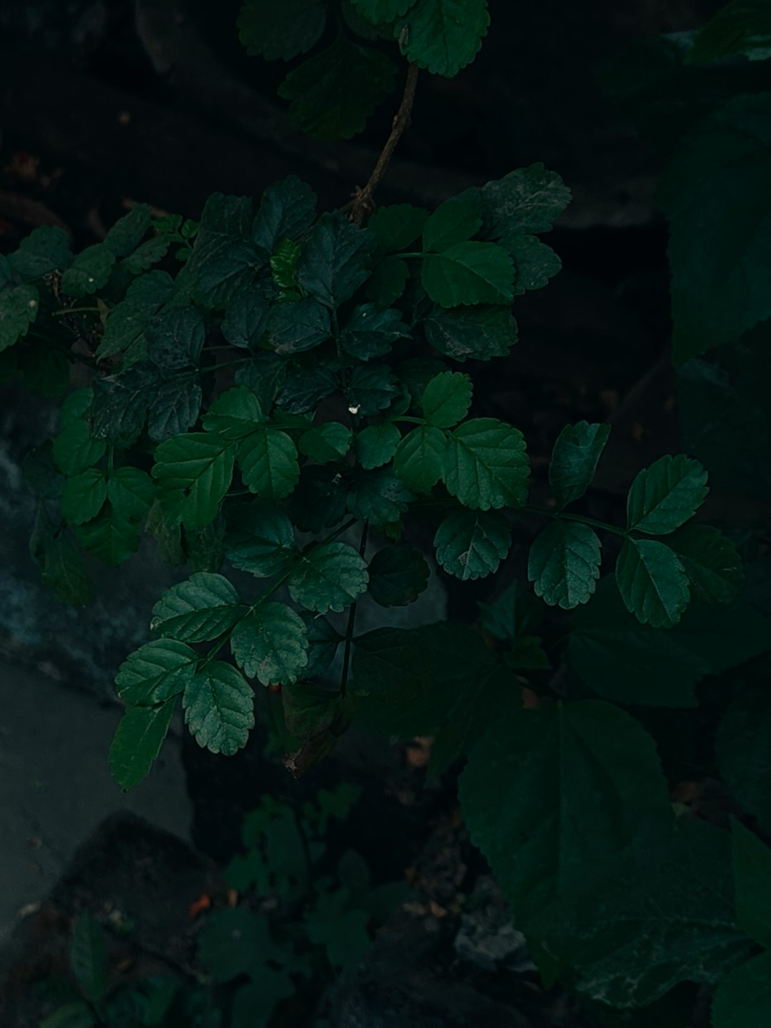 Close-up of dark green, serrated leaves on a leafy shrub in low light.