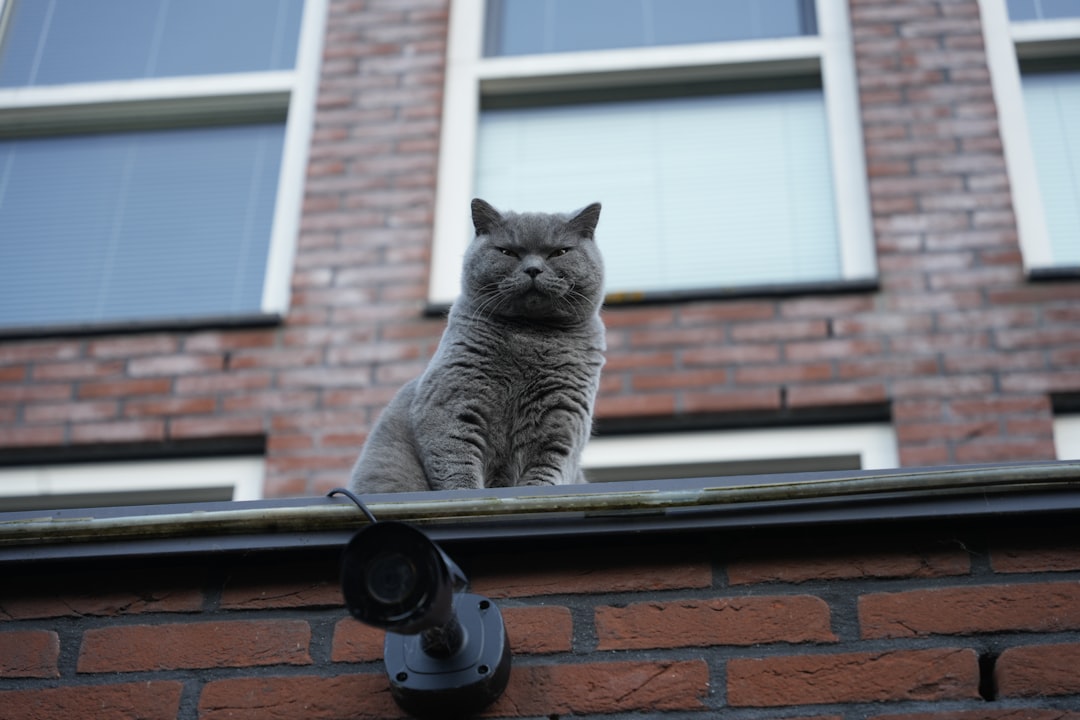 Gray cat perched on a brick rooftop ledge, with a security camera in the foreground and a brick building with windows behind it.