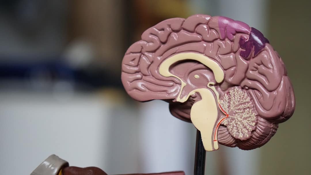Side view of a plastic brain model showing cerebrum, cerebellum, and brainstem on a stand.