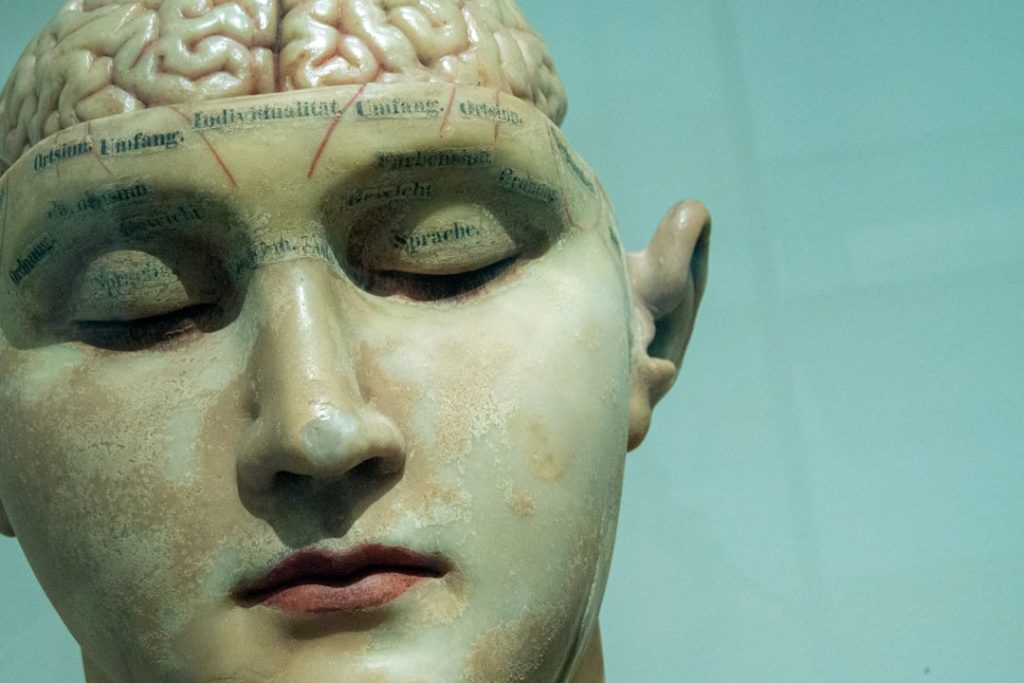Close-up of a statue head showing an exposed brain with etched German labels across the forehead.